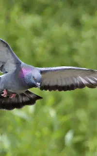 کبوتر