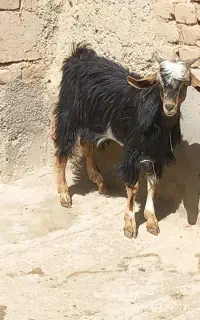 بزغاله نر سالم