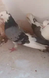 یک جفت کبوتر