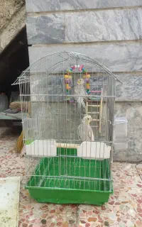یک جفت عروس هلندی