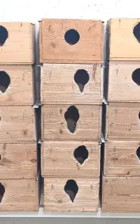 لانه عروس هلندی جنس نراد