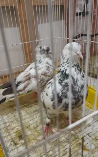 چهارتا کبوتر