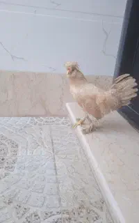 خروس لهستانی سلطان