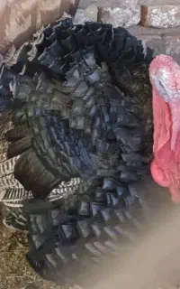 بوقلمون محلی بردسیر