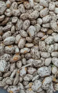 لوبیا ارتشی