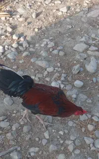 خروس