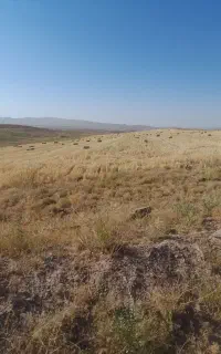 پرس گندم