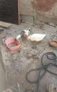 اردک