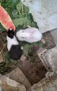 دوعدد خرگوش خونگی