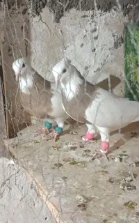 طوقی نرو ماده