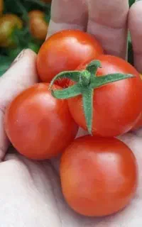 گوجه