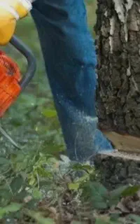 برش درخت