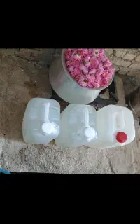 گلاب خالص.گل محمدی