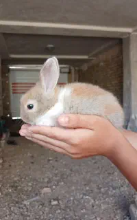 بچه خرگوش