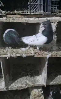 کبوتر رنگی