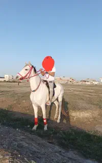 اسب سفید برای عروسی