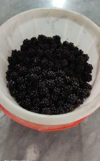 تمشک درجه یک