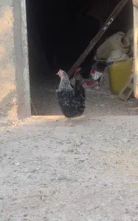مرغ کرچ