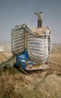 فروش کاه سفید گندم
