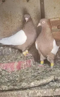 کبوتر نروماده سینه اتشی