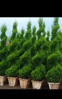 باغبانی .علفتراشی.سمپاشی .هرس. قطع با‌ اره موتوری