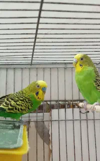 3 عدد مرغ عشق