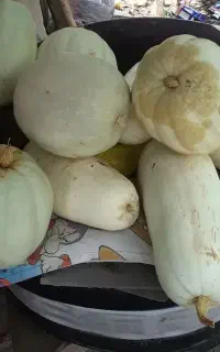 کدو سفید بزرگ