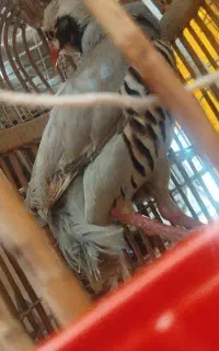 کبوتر کوهی با کبوتر عوض ایکنم