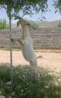 فروش نر بز سانن