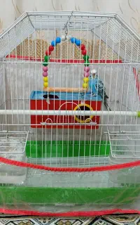 مرغ عشق ماده