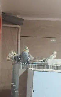 ۲۲ تا عروس هلندی و مرغ عشق به فروش میرسه