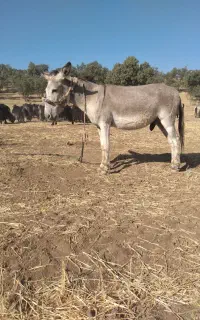 خر نر جوان ۳ سال