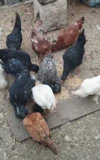 مرغ تخم گذار و دوتک سلطان