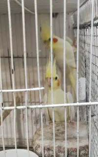 فروش طوطی عروس مواد