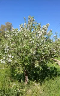 کارگر ساده خانم و آقا