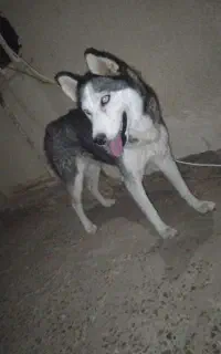 سگ پیدا شده