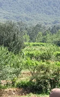 خدمات