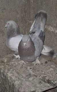 کبوتر سوسنی