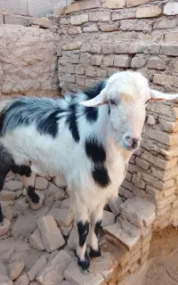 فروش چپیش