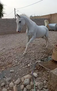 اسب مادیون آبستن