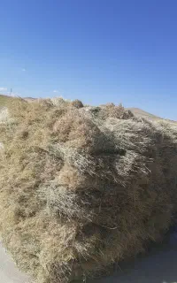 یونجه