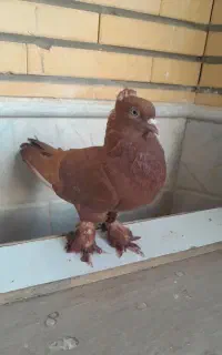 کفتر ۳ تا خوب ب شرط