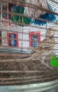 سهره خاکی سوغات جهرم