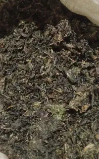 پیازو