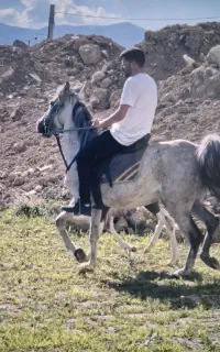 اسب مادیون کرد اصیل با کره دهی بالا