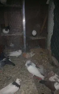 فروش کبوتر