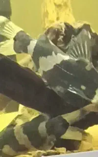 یک جفت کت فیش بامبل بی