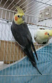 یک جفت نر و ماده تخم گذار