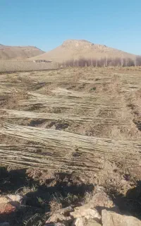 نهال صنوبر نیگرا ترکیه