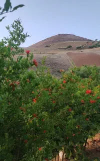 باغ حسن اباد